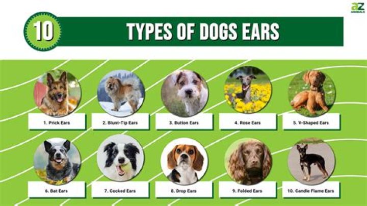 Are big ears a dominant trait?