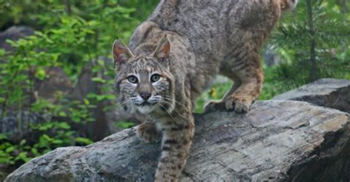 Are bobcats a problem?