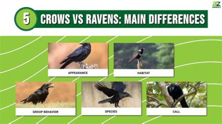 Are crows aggressive birds?