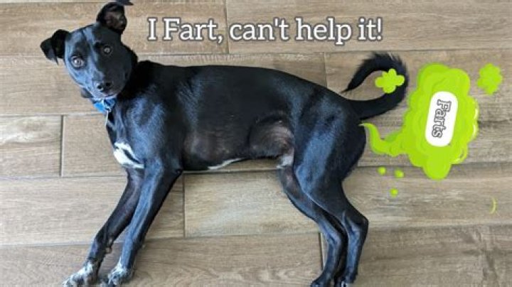 Are dogs aware they fart?