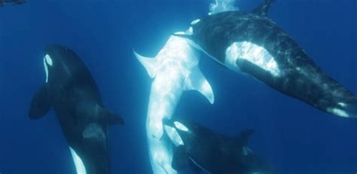 Are dolphins faster than killer whales?