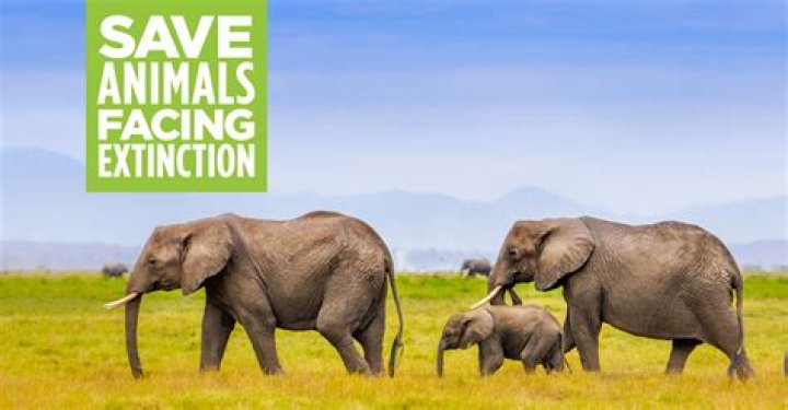 Are endangered cultures worth saving?
