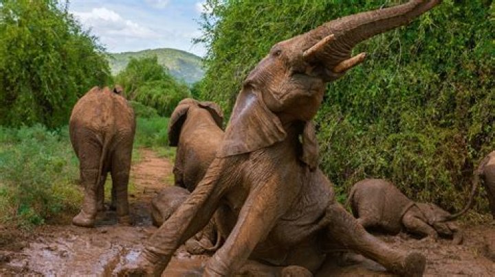Are horses afraid of elephants?