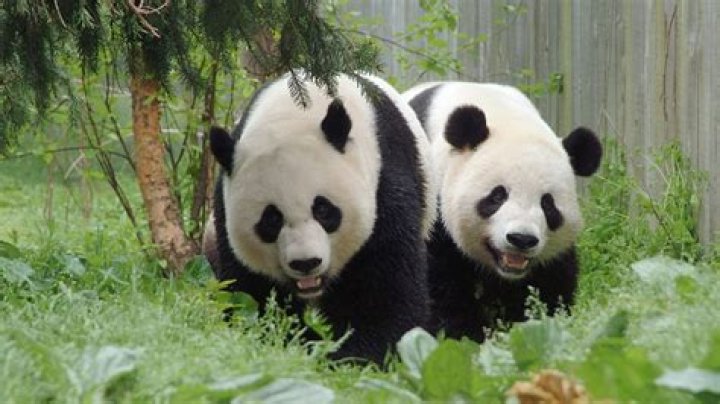 Are pandas stronger than bears?