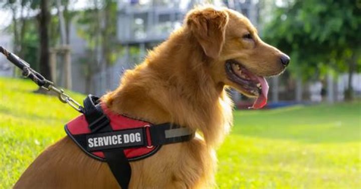 Are service dogs ever carried?