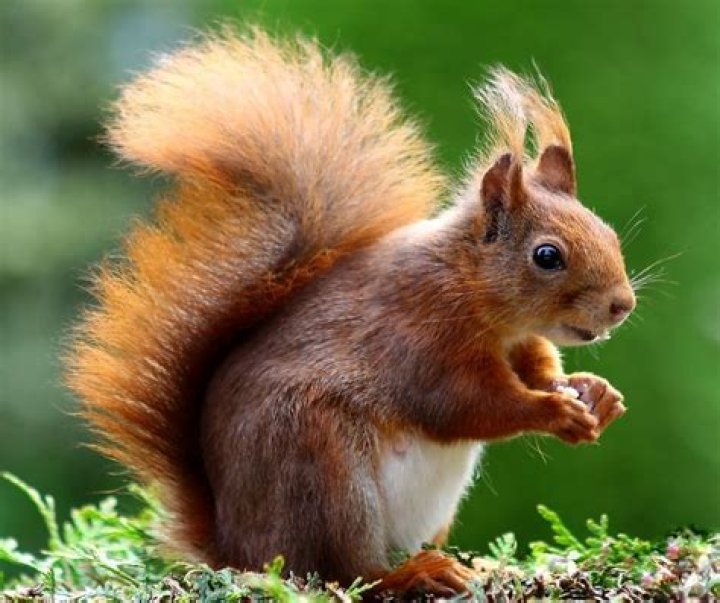 Are squirrels good pets?