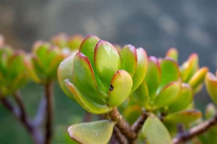 Are Succulents poisonous to humans?