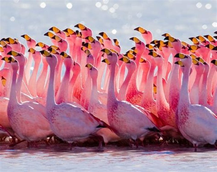 Are there non pink flamingos?