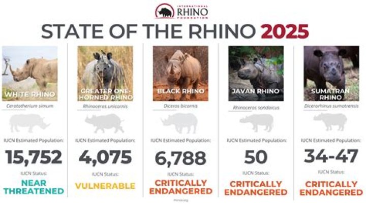 Are there rhinos in Mexico?