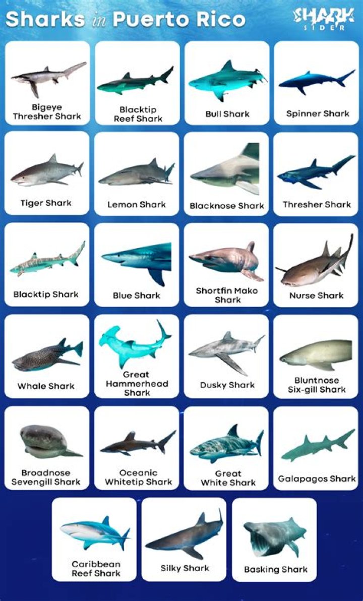 Are there sharks in Puerto Rico?