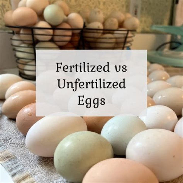 Are unfertilized eggs vegetarian?