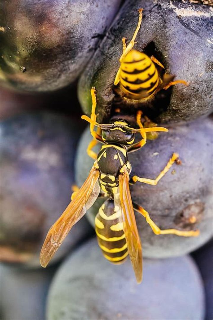 Are wasps attracted to yellow?