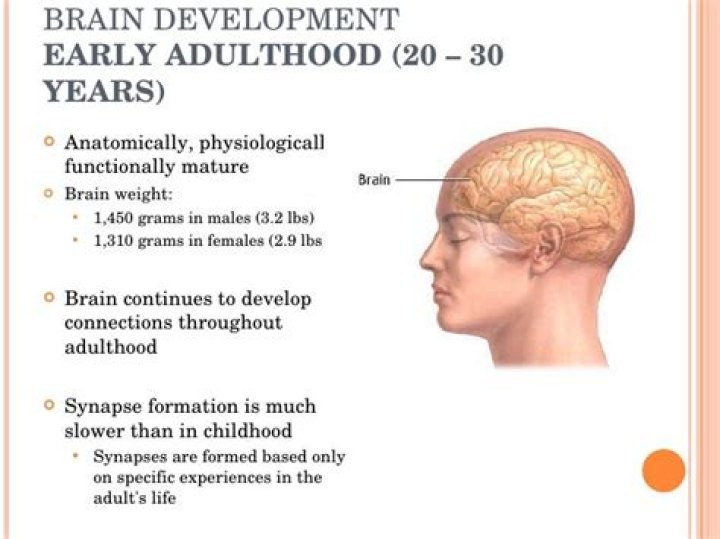 At what age is the brain fully developed?