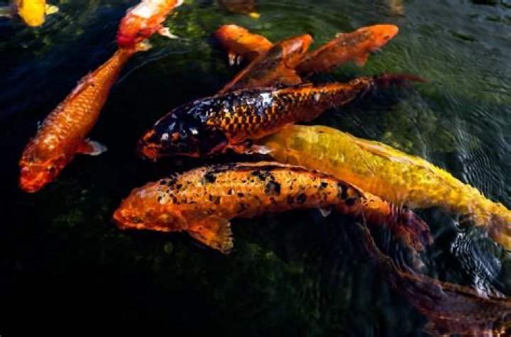 Can a fish survive without a tail?