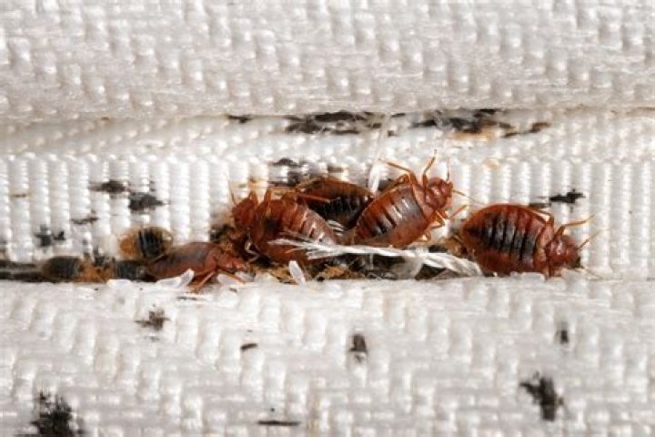 Can bed bugs live in the walls?