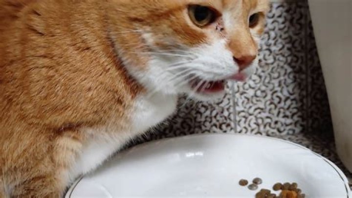 Can cats burp?