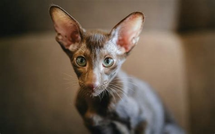 Can cats get offended?