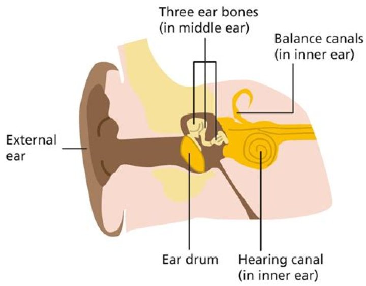 Can eardrum regenerate?