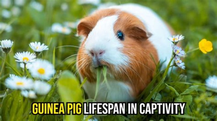 Can guinea pigs live on just hay?