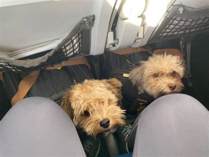Can I fly with 2 dogs?