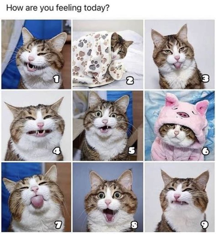 Can I hurt my cats feelings?