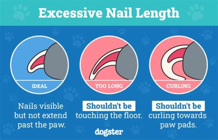 Can puppy nails cause rabies?