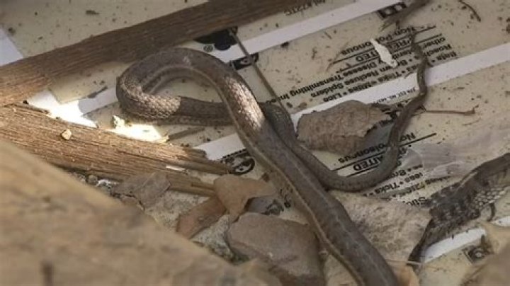 Can snakes get into house through weep holes?