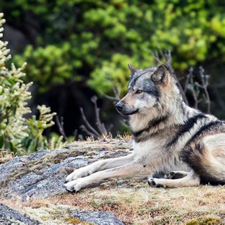Can you befriend wolves in Breath of the Wild?