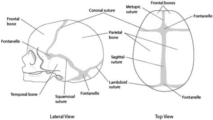 Can You Feel skull sutures?