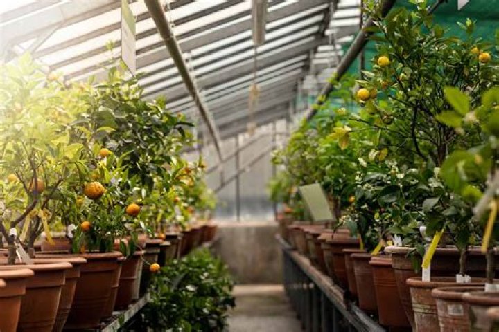 Can you grow ancient fruit in greenhouse?