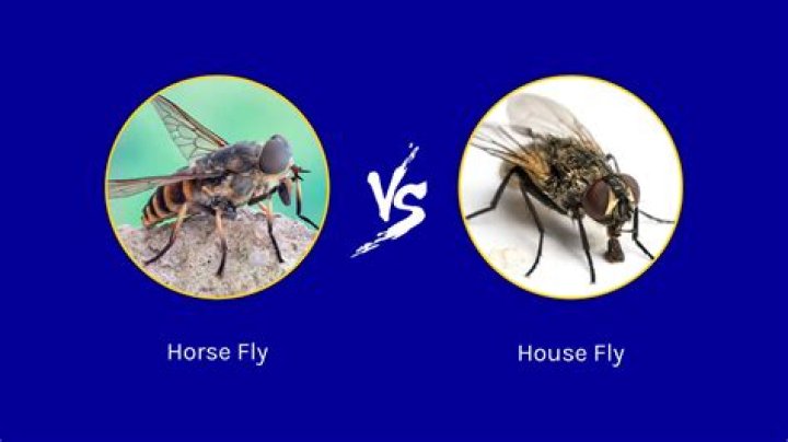 Can you leave a horse fly mask on all the time?