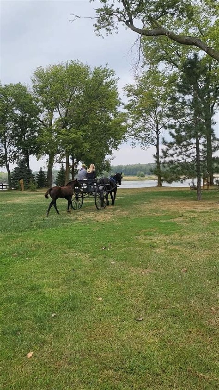 Can you leave a horse out overnight?