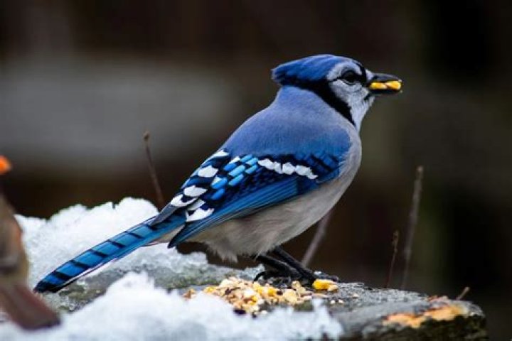 Do Blue jays eat hornets?