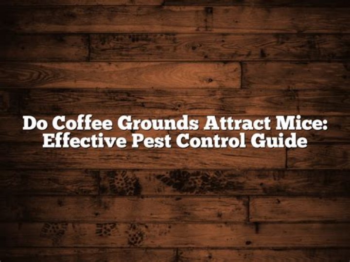 Do coffee grounds attract mice?