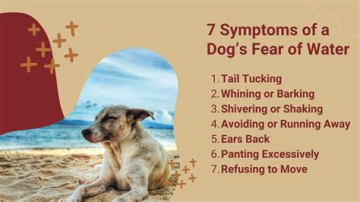 Do dogs fear red water?