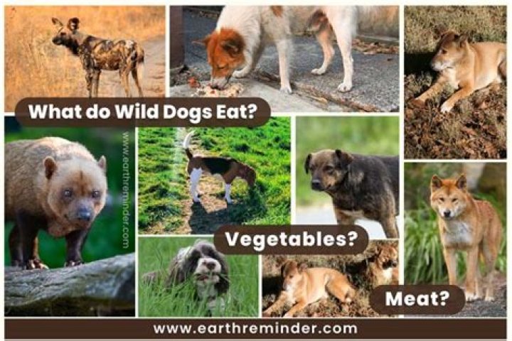 Do dogs feed off your emotions?