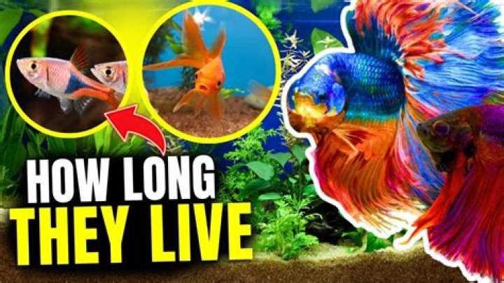 Do fish exist?