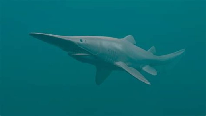 Do Goblin Sharks have predators?