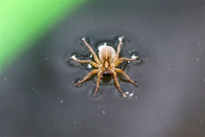 Do house spiders need water?