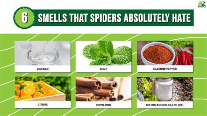 Do spiders like to hide in clothes?