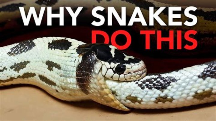 Does a snake have a virgin?
