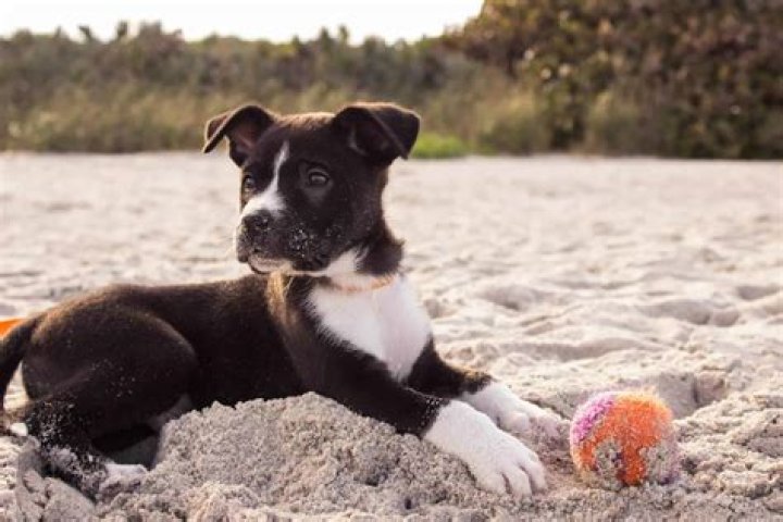 Does free now allow dogs?