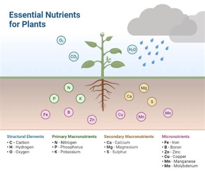 Does rain have nutrients for plants?
