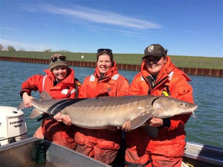Does the Erie Canal have fish?