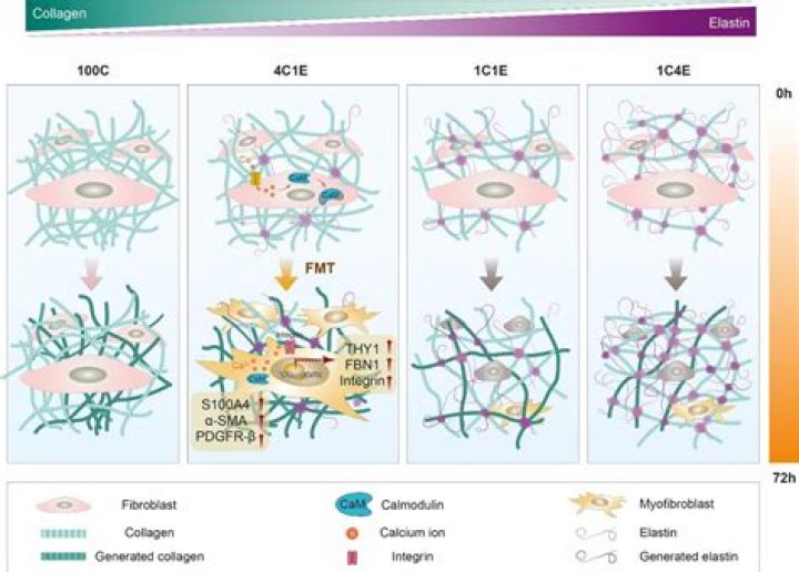 How can I trick my body into collagen?