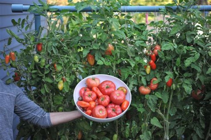 How do I know if my tomatoes are cordon or bush?