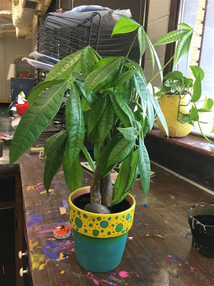 How do I know when to repot my money tree?