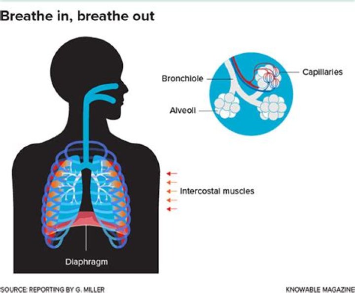 How do you breathe quietly?