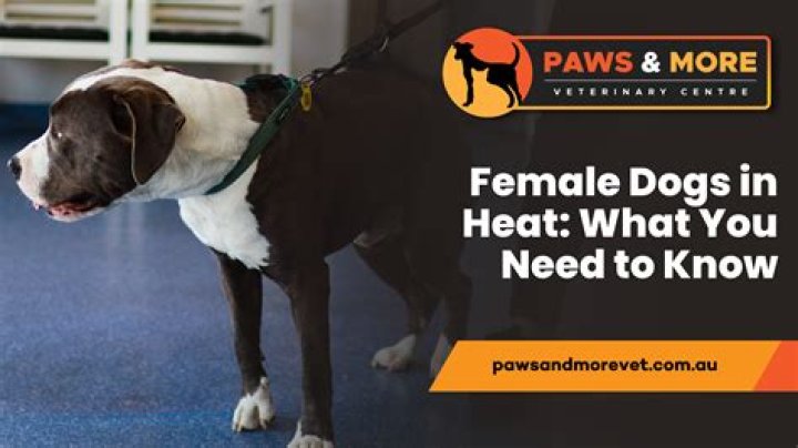 How do you know when female dog is in heat?