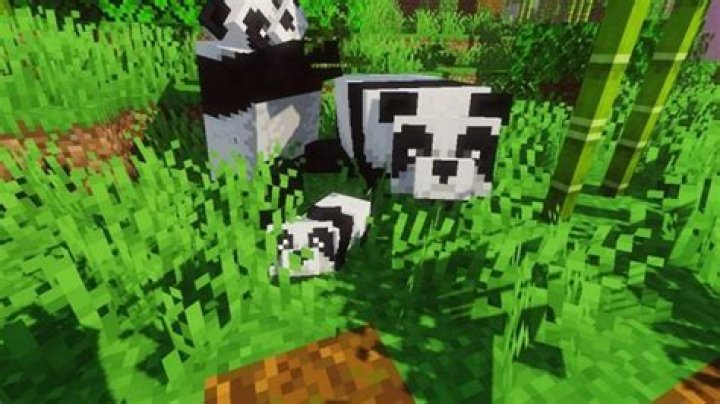How do you ride a panda in Minecraft Java?